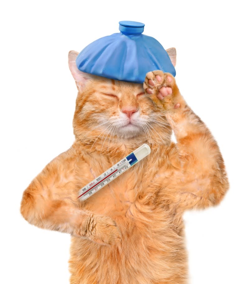 Best Cat Food For Cats That Throw Up